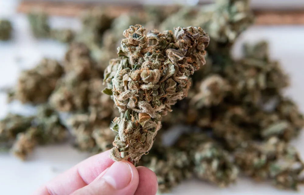 The anatomy of a cannabis bud