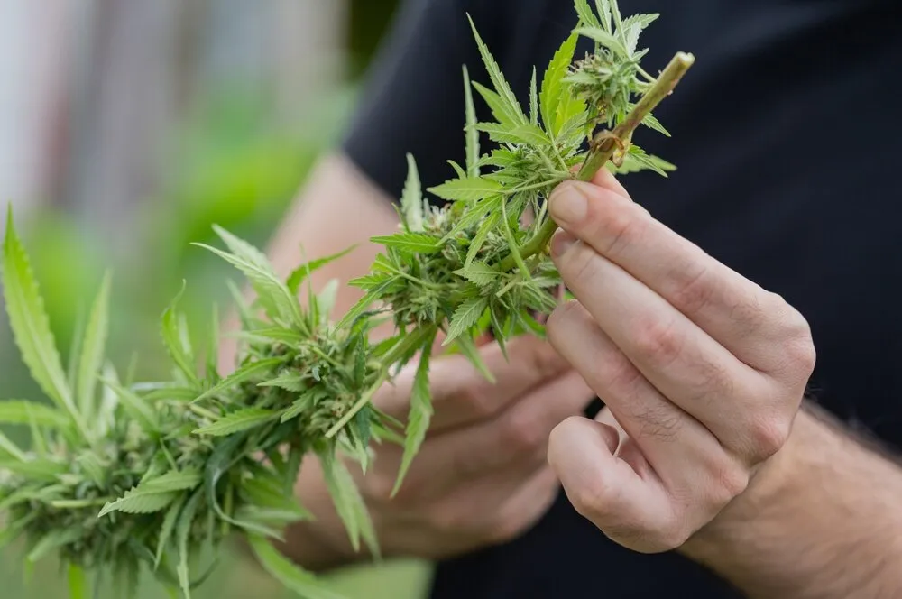 a man picking cannabis fan leaves after harvest