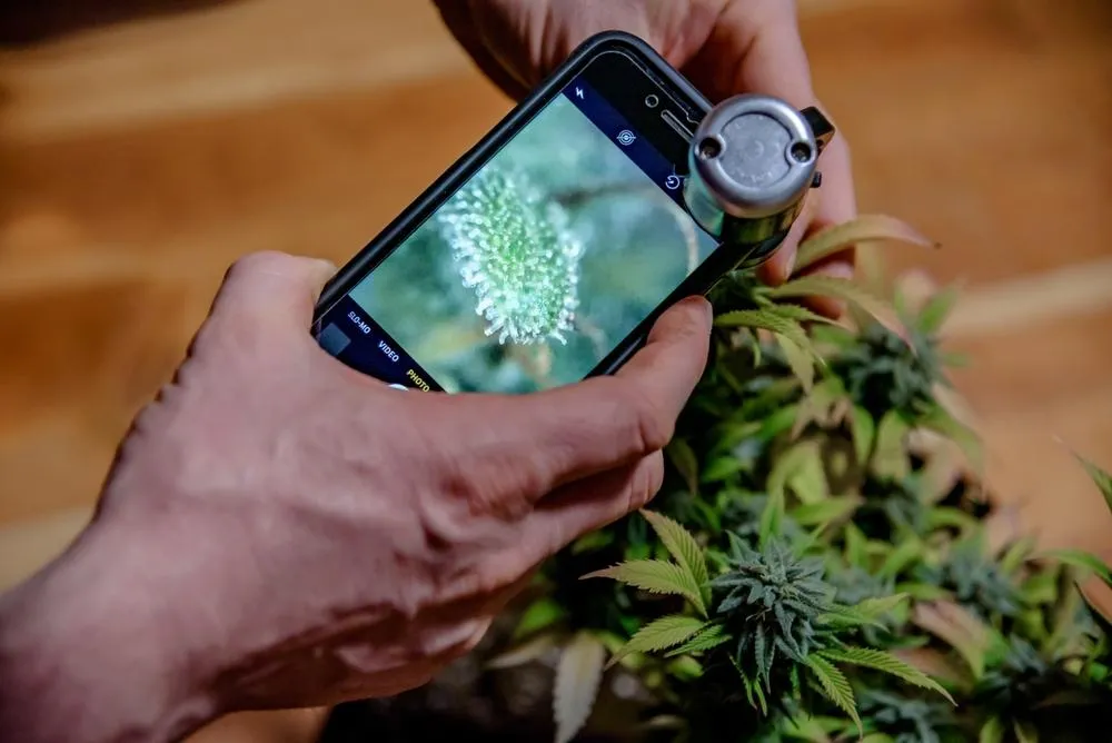 a man using a microscope attachment on a phone to take a look at a close up of trichomes