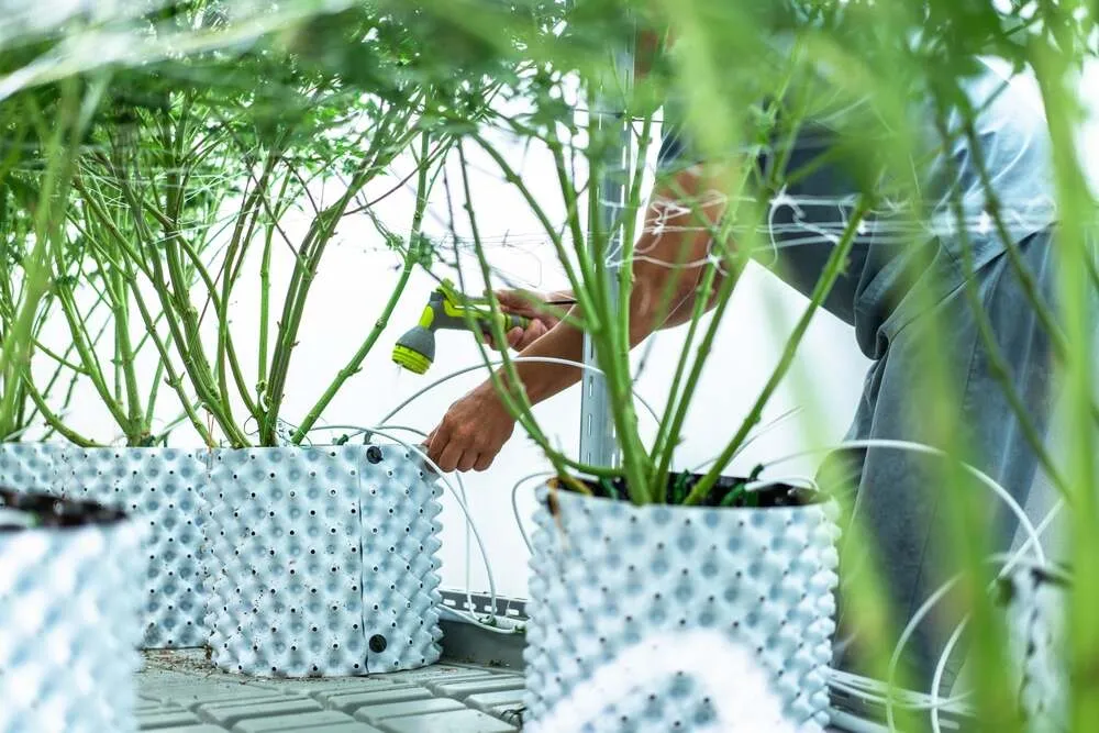 a man watering cannabis plants with a hose