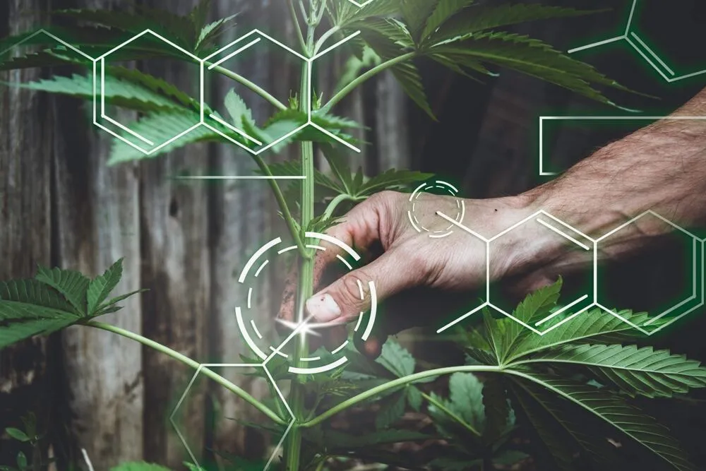 a hand holding the stem of a cannabis plant with a formula overlay