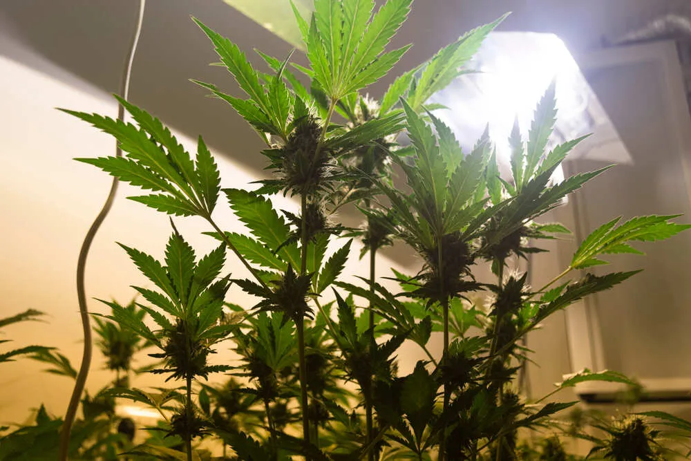 a cannabis plant that has grown tall producing lots of fan leaves