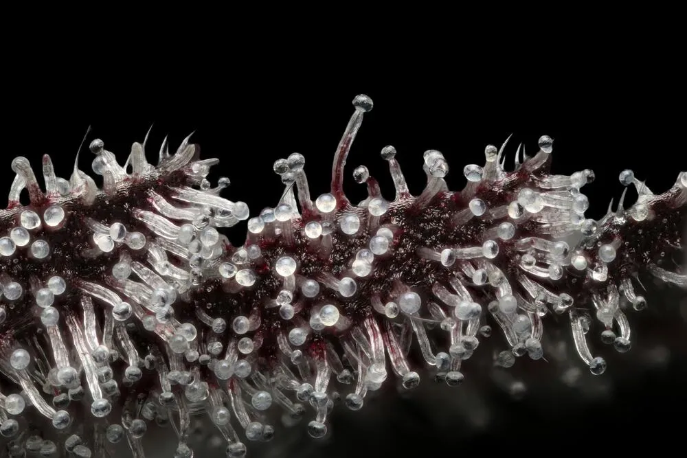 a close up photo of trichomes on cannabis bud
