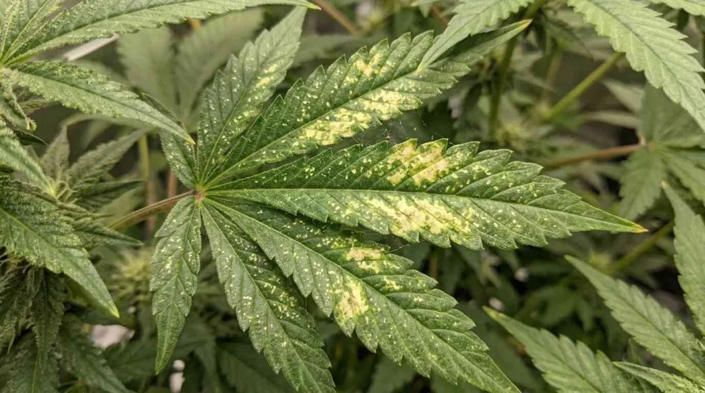 spider mites patchy yellow cannabis leaves