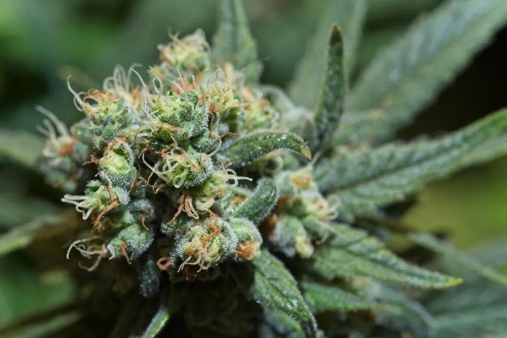 a close up look at cannabis bud forming with white trichomes on the bud