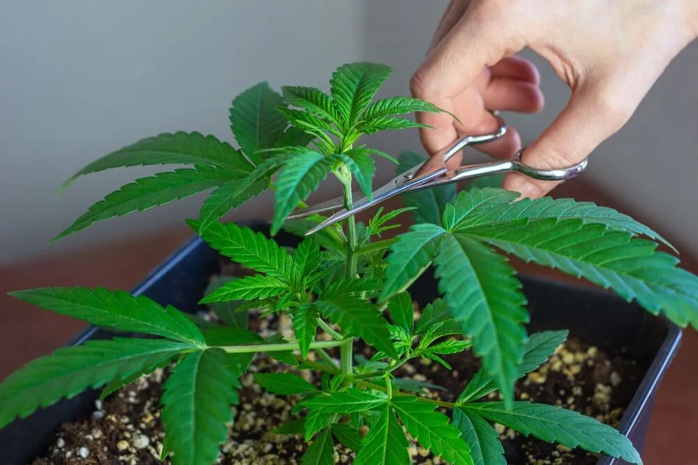 a close up of someone using a pair of scissors to top an autoflower