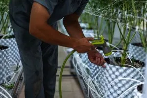 a man flushing cannabis