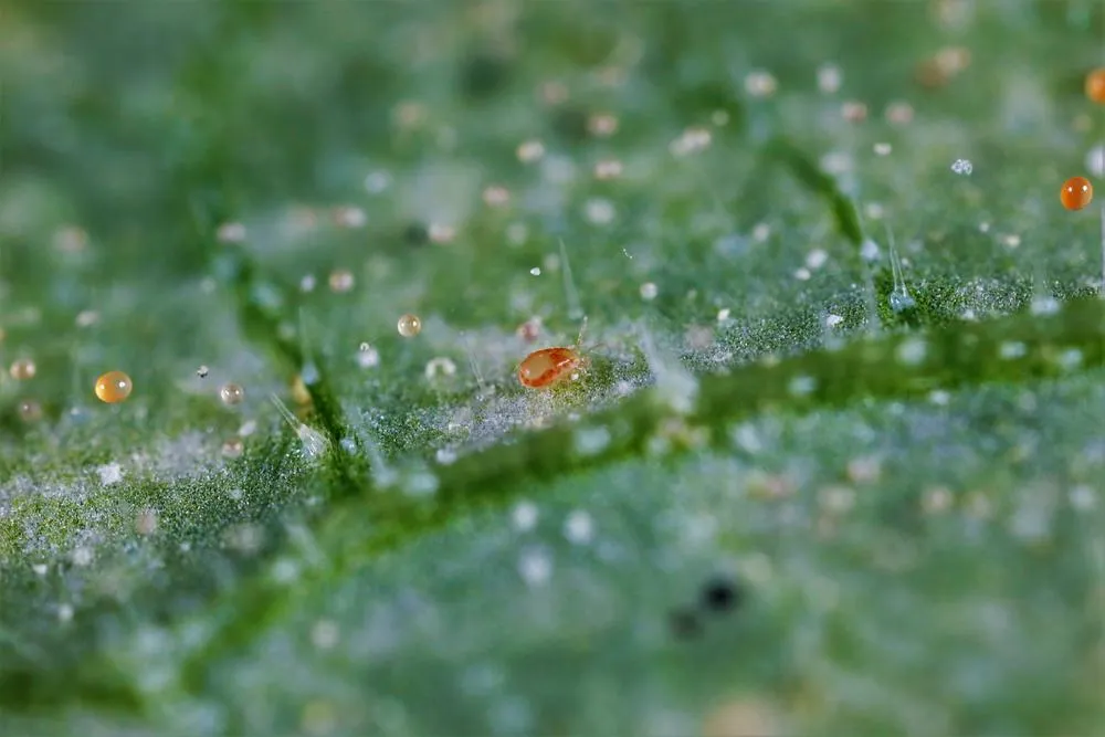 a eoseiulus californicus crawling on a cannabis plant in search for spider mites to eat