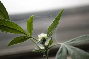 cannabis plant that has spider mites