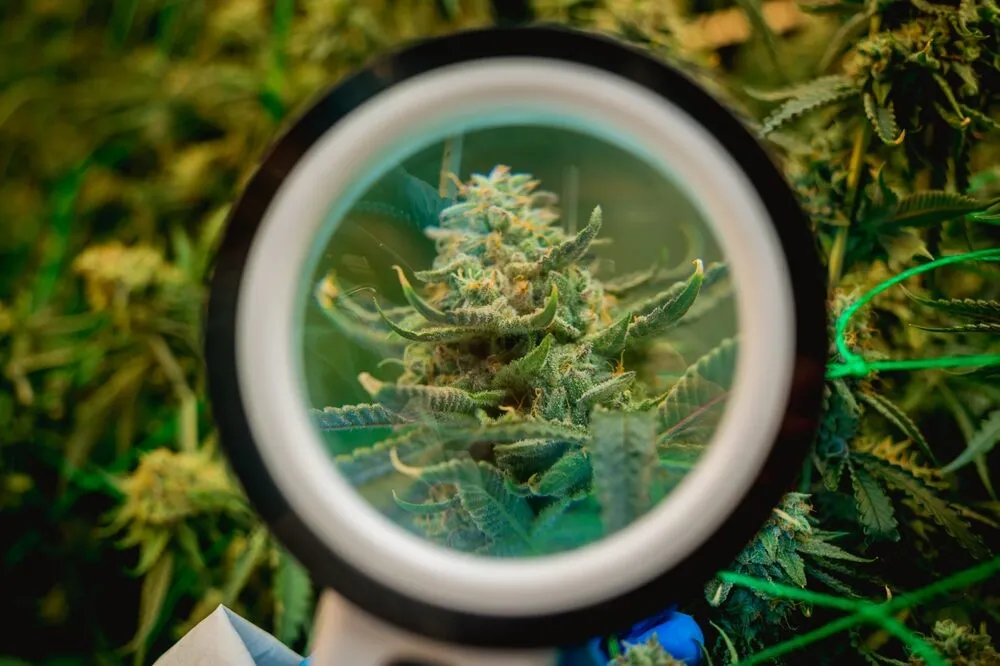 a cannabis plant flowering in the view of a magnifying glass
