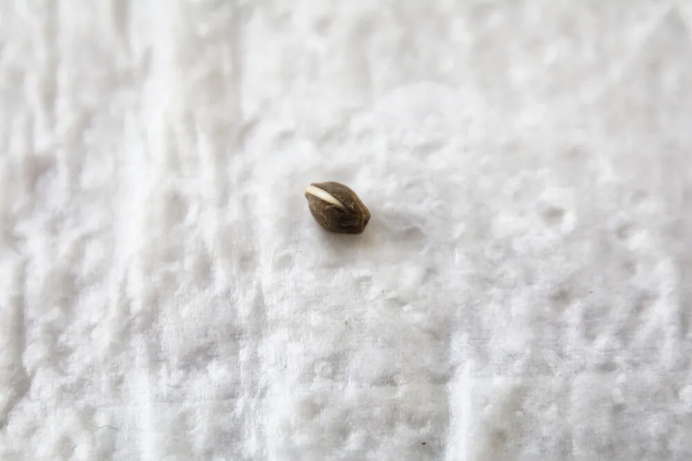 a cannabis seed that is germinating on a paper towel with the tap root breaking from the shell