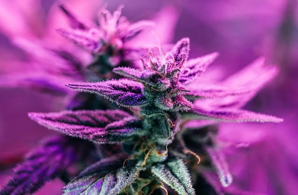a close up of cannabis plants growing under purple LED lighting