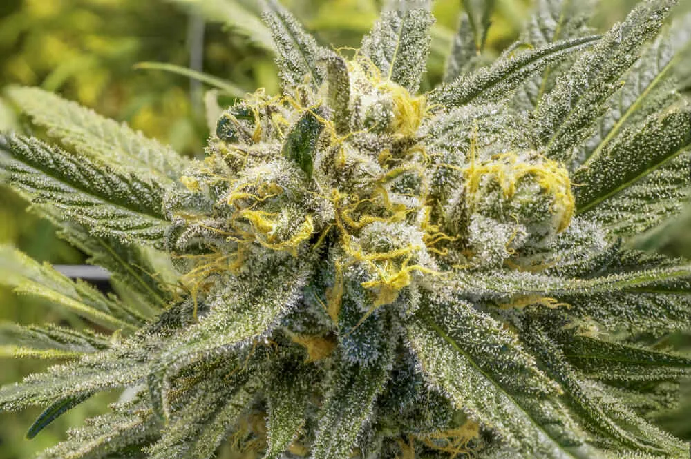 a close up of a cannabis plant forming dense bud formation