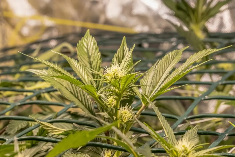 a plant that is in Scrog (a form of lst training)