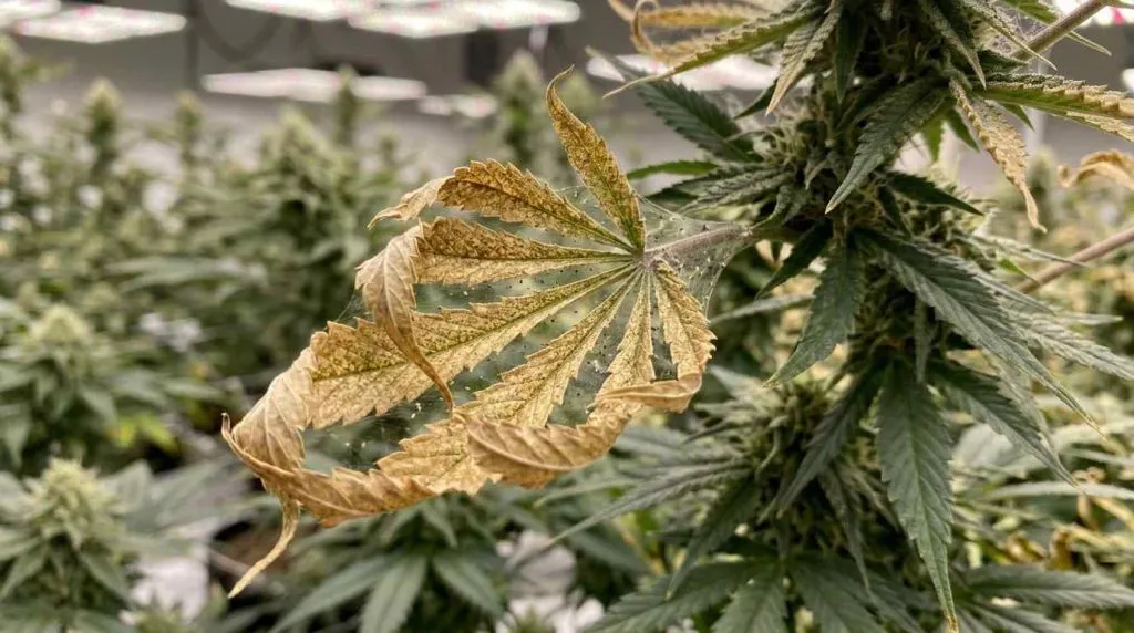 spider mites dry and brittle leaves cannabis leaves