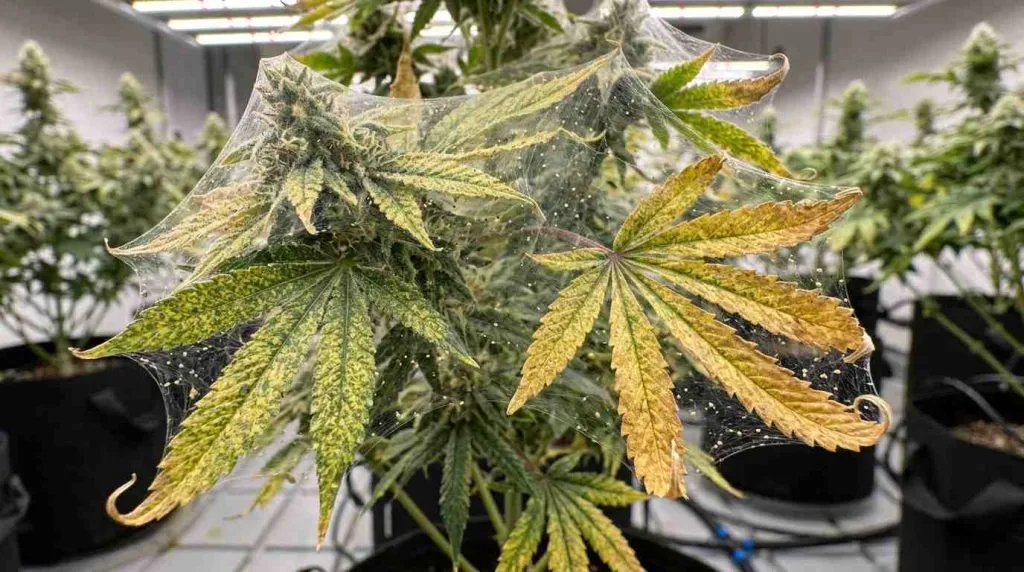 spider mites on cannabis plants with heavy webbing
