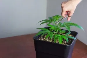 topping autoflower with scissors