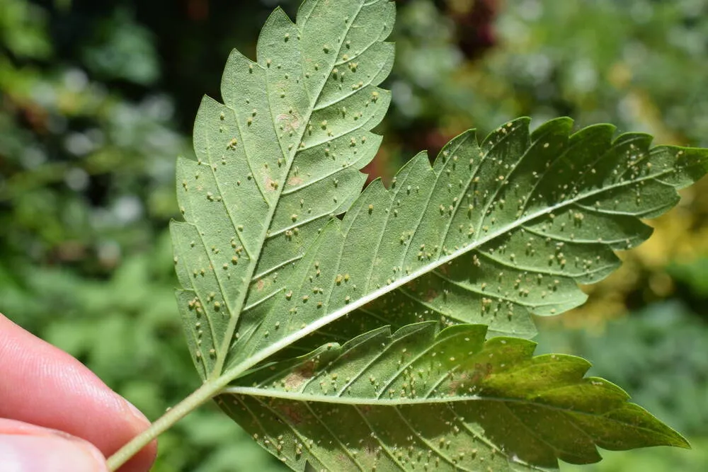aphids investation on a cannabis leaf