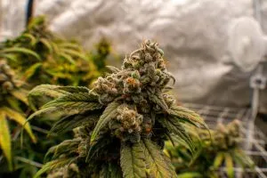 cannabis late flowering indoors