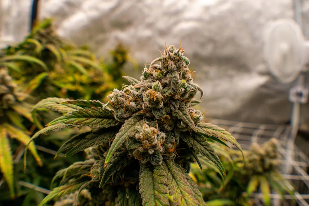 How can you tell if your autoflower is ready to harvest?