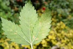 cannabis leaf covered in aphids