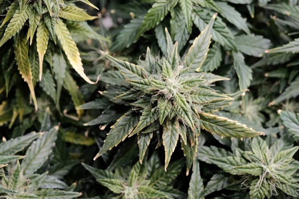 cannabis plants that are in late harvest with leaves starting to turn yellow