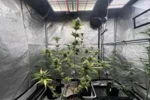 a cannabis plant in a grow tent