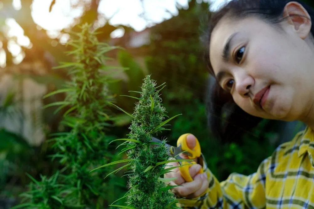 a lady in a yellow t-shirt cutting the leaves off of a cannabis plant with yellow scissors