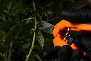 a man using pliers to cut cannabis plant