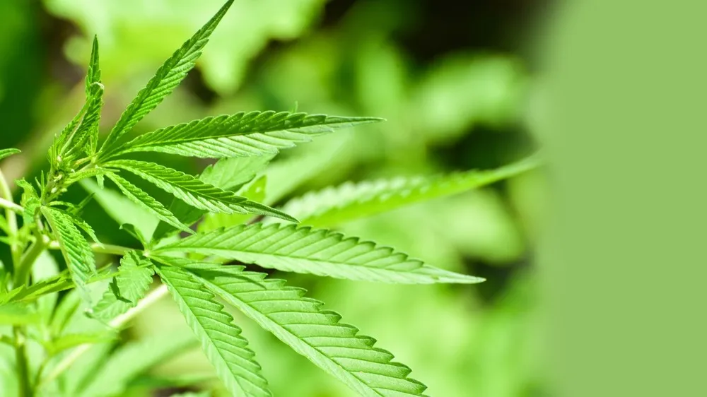a healthy looking cannabis leaf with a blurry background