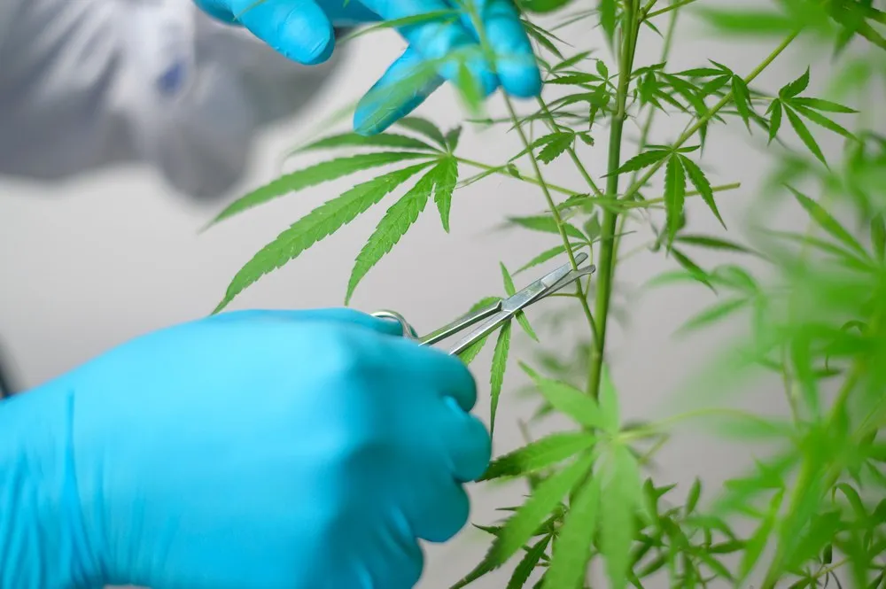 someone with blue gloves and scissors pruning branches off of a cannabis plant