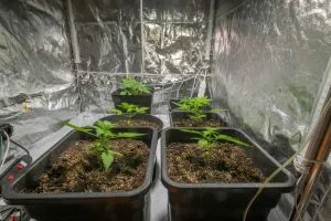 cannabis in pots in a grow tent