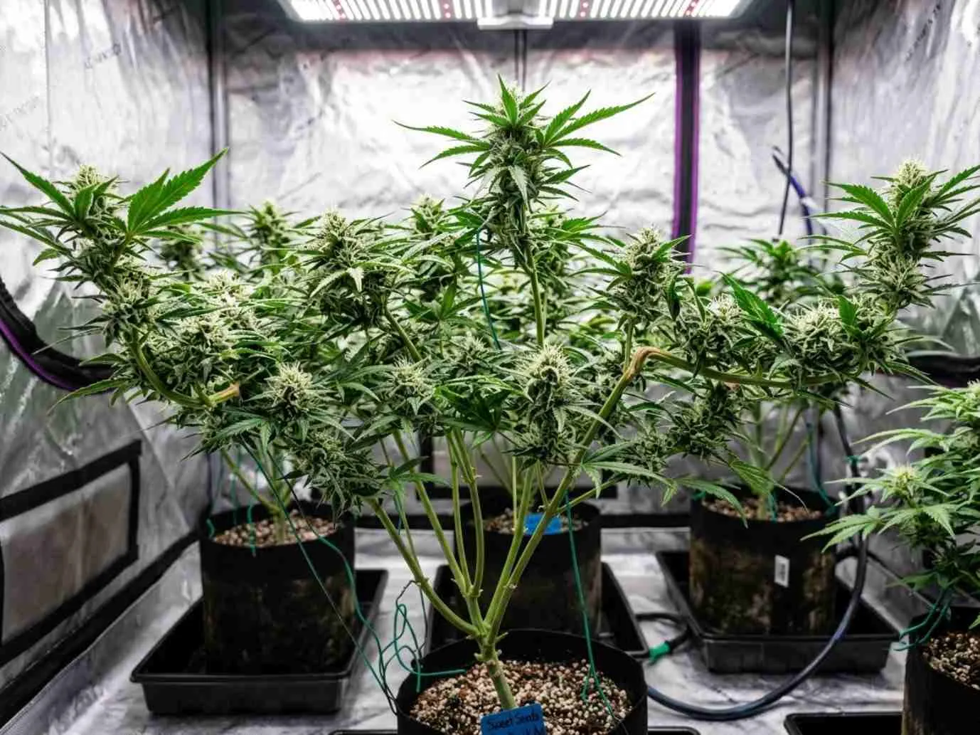 How to Supercrop Autoflowers: A Step-by-Step Guide for Bigger, Healthier Plants
