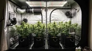 Cannabis Grow Tent Training