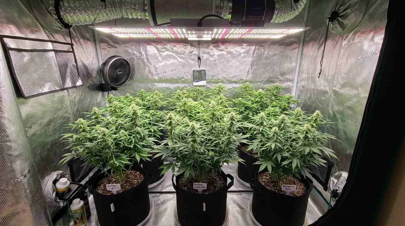 Autoflower Lighting Guide: The Ideal PAR, PPFD and DLI for Maximum Yields