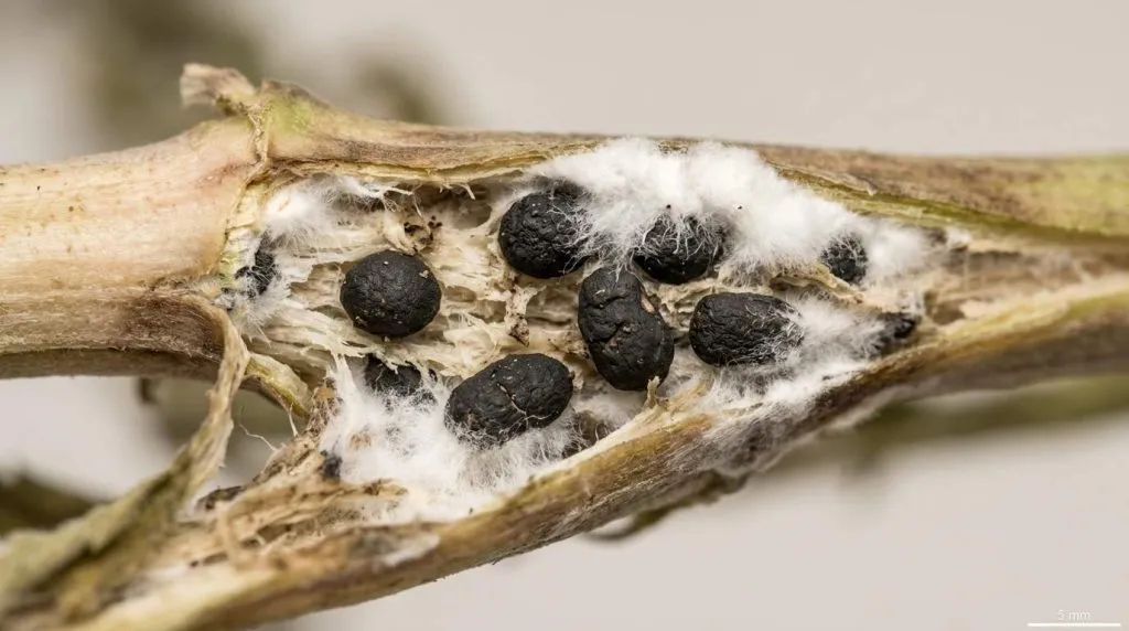close-up of black sclerotia