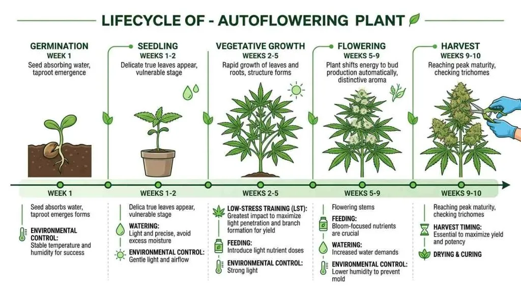lifecycle of a autoflowering plant