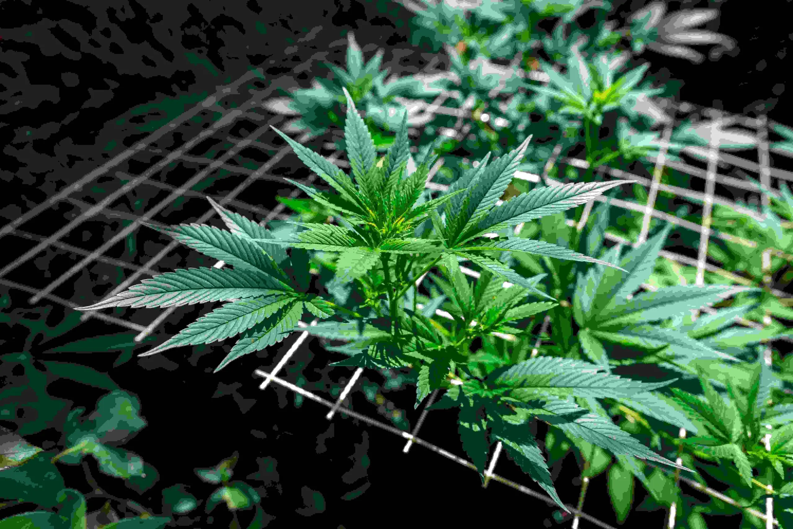 How to Scrog Autoflowers: A Complete Guide to Bigger Yields