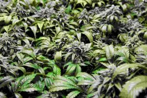 A,Sea,Of,Green,Marijuana,Plants,And,Buds.,Thc,Crystals