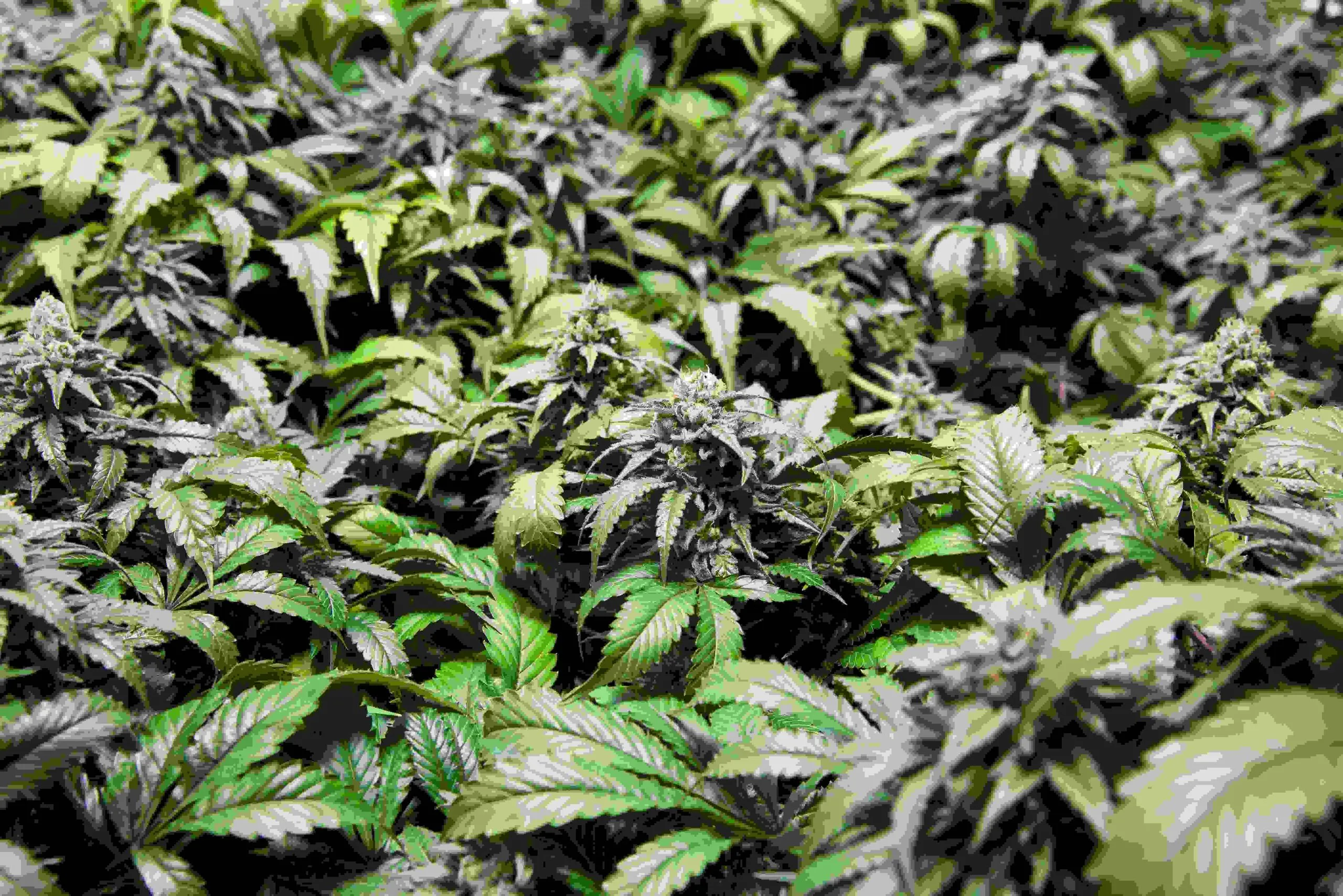 How to Scrog Autoflowers: A Complete Guide to Bigger Yields