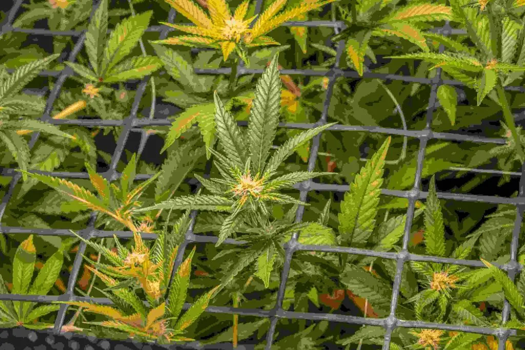 sea of green in a net