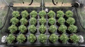 Autoflower Sea of Green in a grow tent (1)