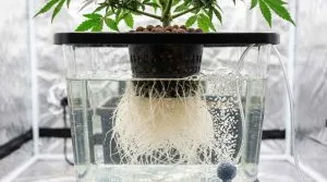 Cannabis_root_system_in_hydroponics_autoflowers (1)
