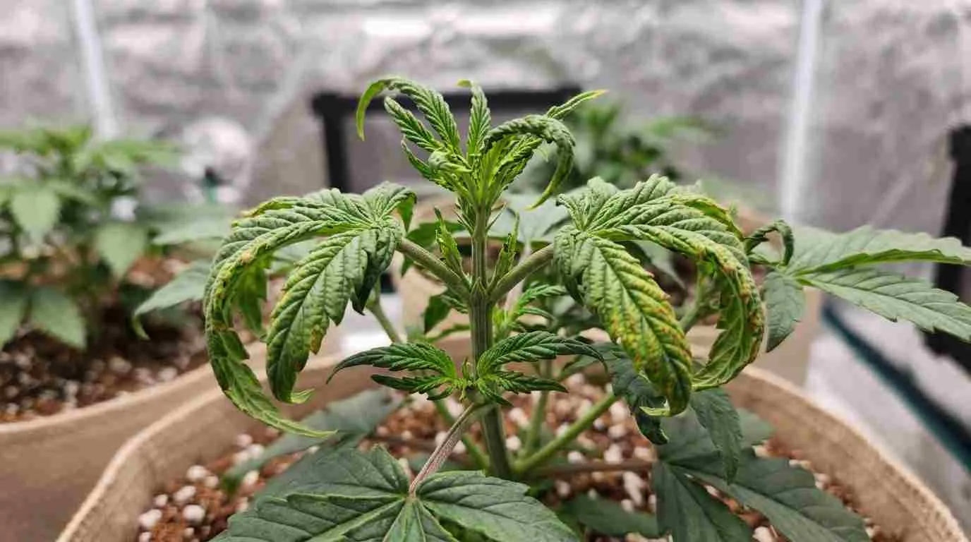 Boron Deficiency in Cannabis: Symptoms, Causes, Fixes & Prevention