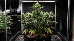 Cannabis_plant_flowering_indoors autoflower