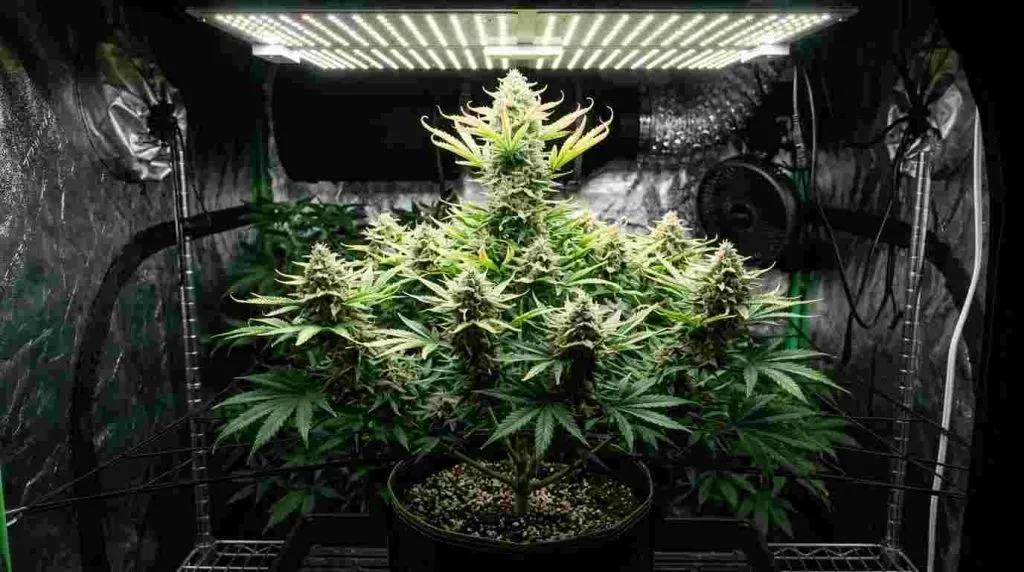 Autoflower with yellow upper leaves caused by excessive grow light intensity