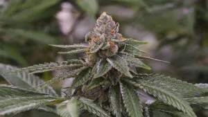 gelato strain growing outdoors