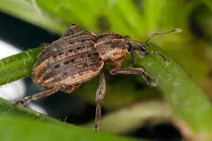 weevil-538444_1280