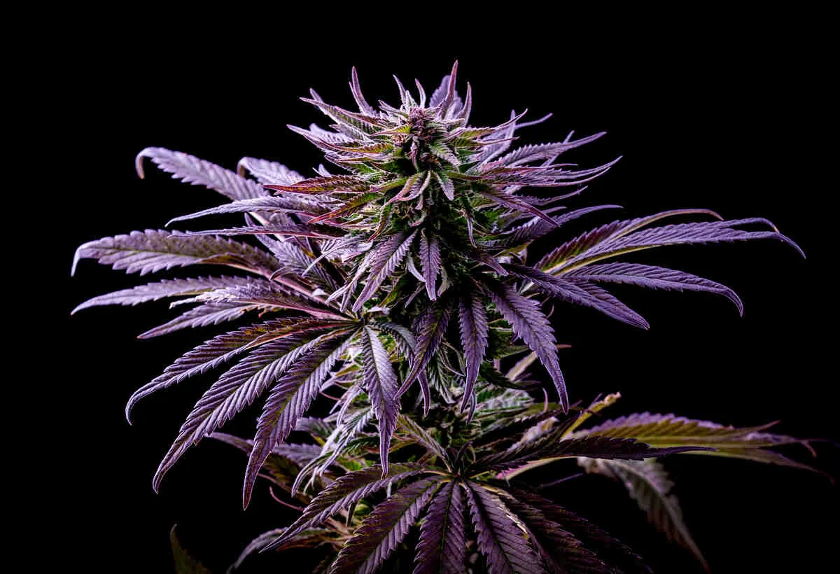 purple cannabis plant (1)