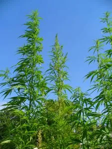 tall-plant_result
